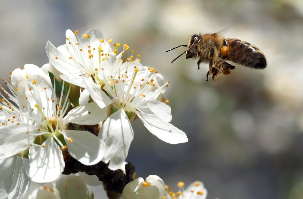 Ministers reject second request to use banned bee-harming pesticides