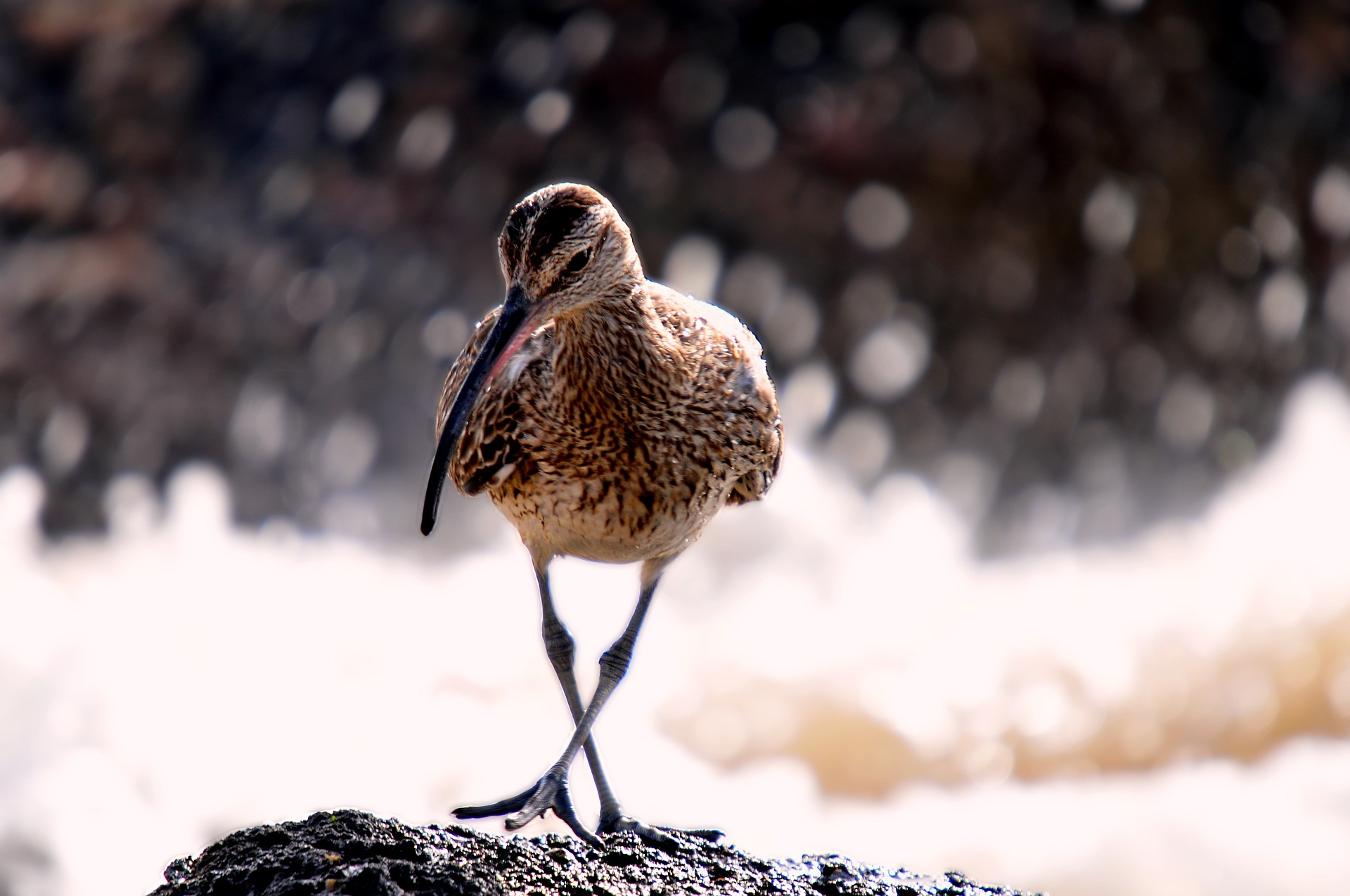 birds-632888_1920