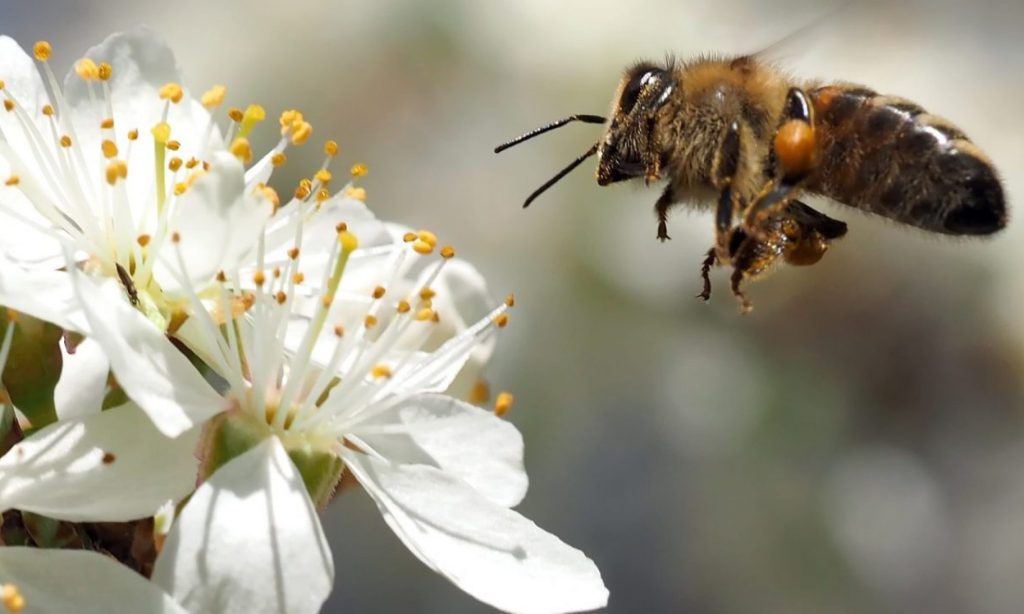 A Step Backwards for Bee Conservation: The Reauthorisation of a Harmful&nbsp;Pesticide.