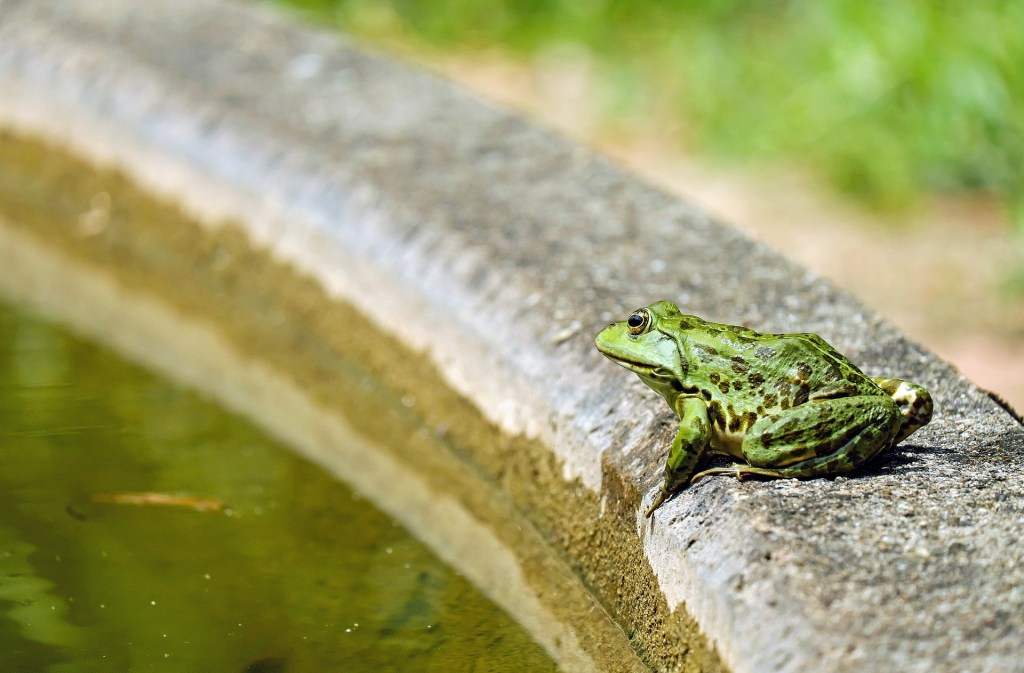 Keep nature on the Agenda – post Brexit