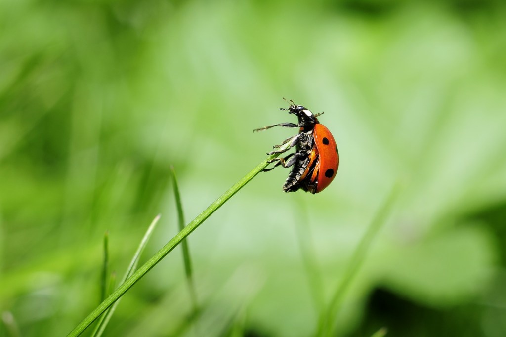A new generation of Nature Detectives