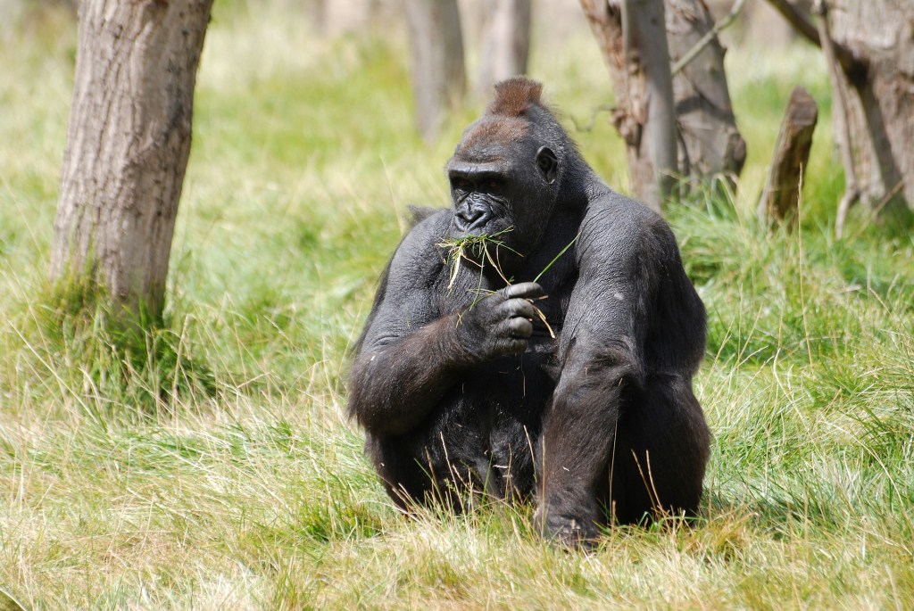 How to Keep a Gorilla