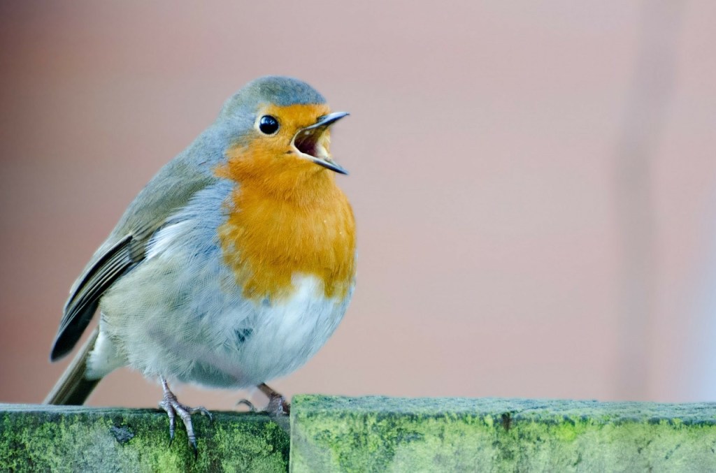 As long as there are two songbirds still singing, the percentage decline can’t get any worse