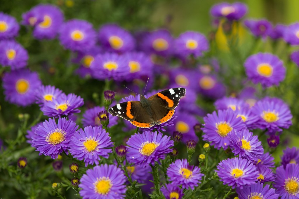 Are butterflies slipping through our fingers?