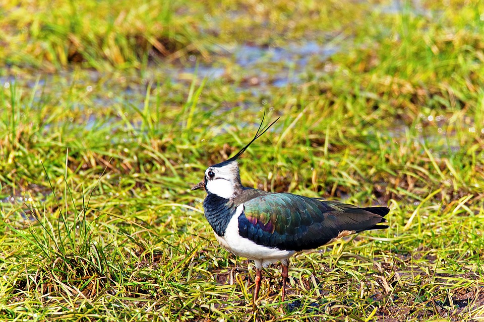 The Vanishing: Europe’s farmland birds