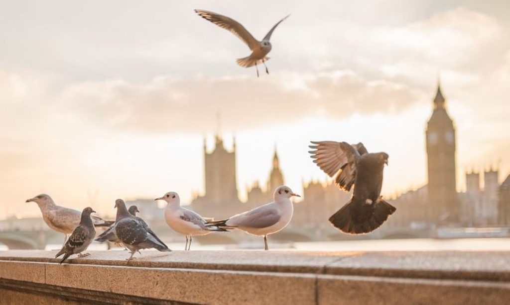 Government rules out GCSE in natural&nbsp;history