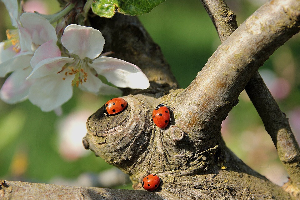 ladybug-722783_960_720