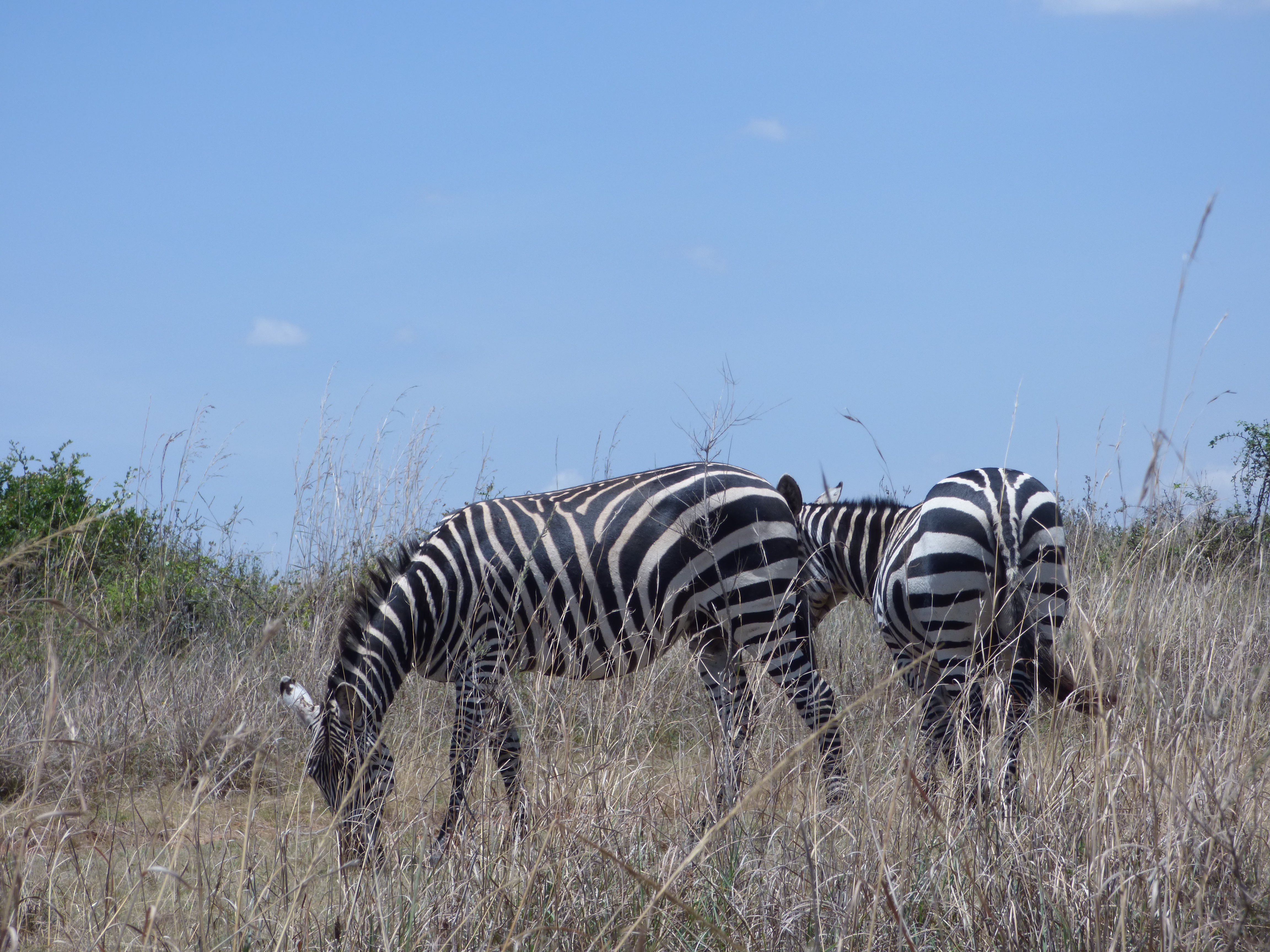 zebra