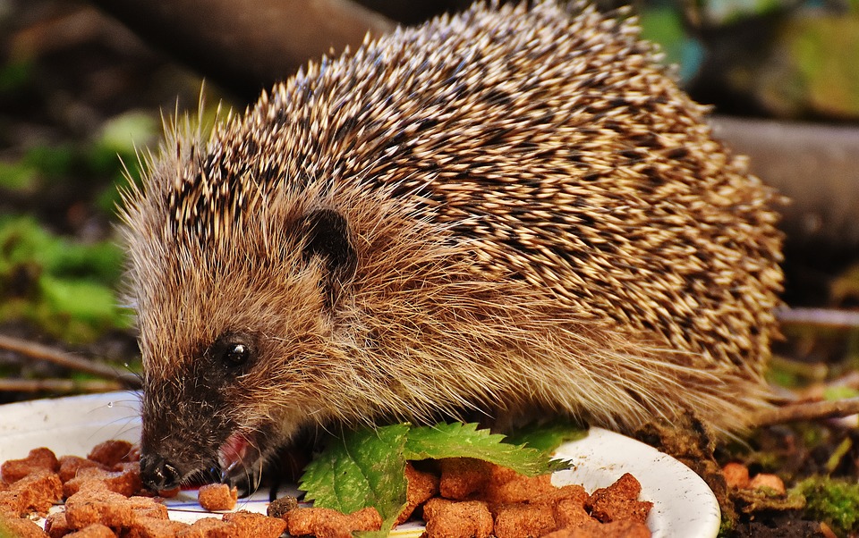hedgehog-child-1777957_960_720