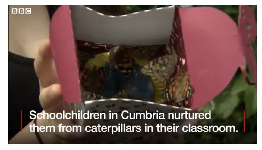 BBC News: “Hundreds of butterflies released into the wild by schoolchildren”