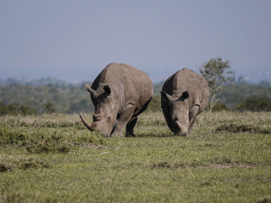 David Attenborough calls for advertisers who feature animals to contribute to their&nbsp;welfare