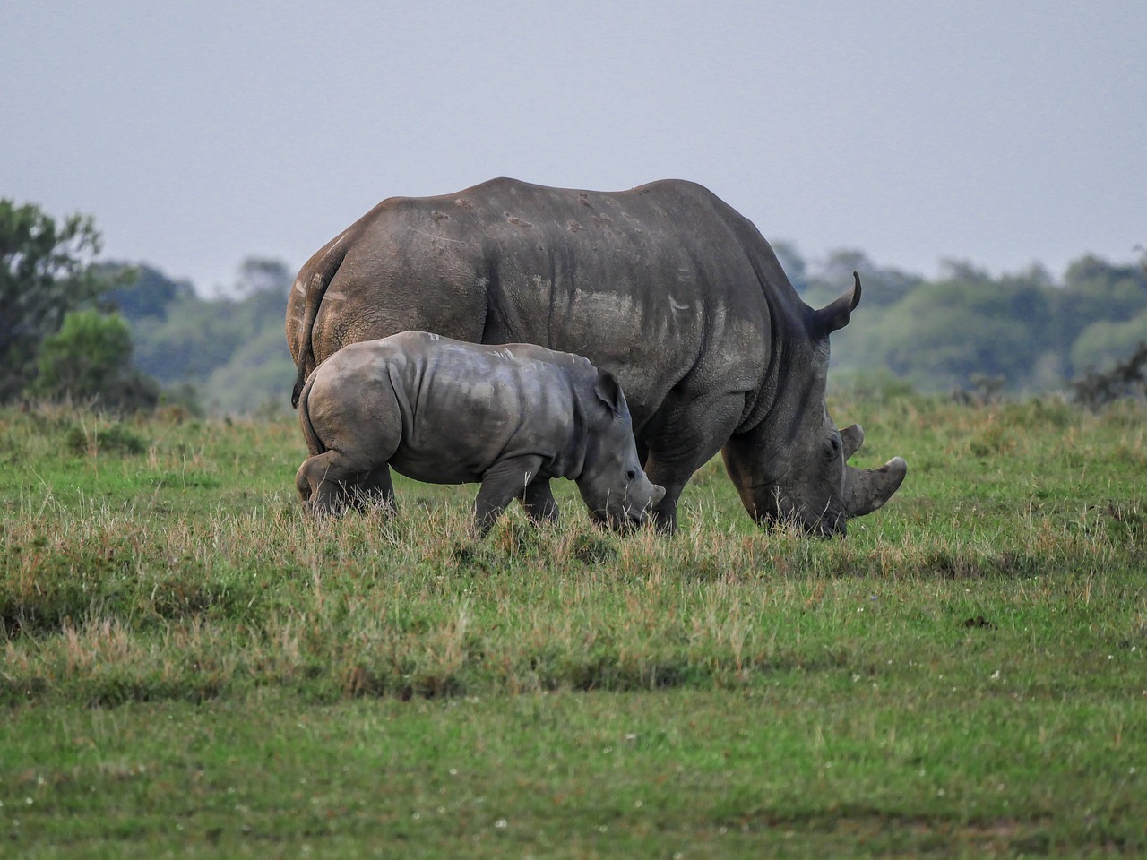 rhino-2675891_1280