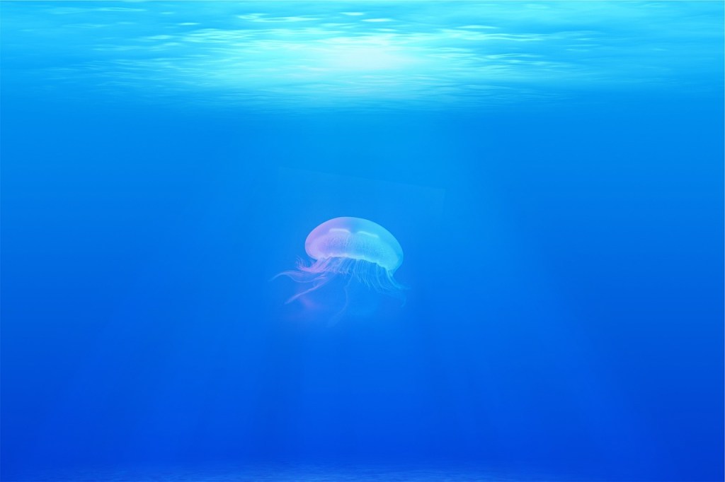 Blue Planet II: we “dump eight million tonnes of plastic into the sea” every year, and it “entangles and drowns a vast number of creatures”. Think about that when you next&nbsp;shop.