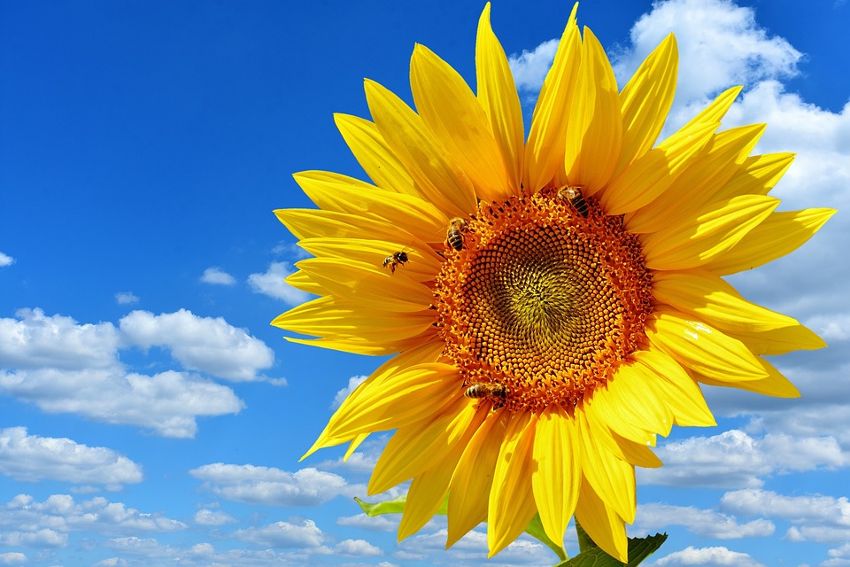 sun-flower-2656285_960_720