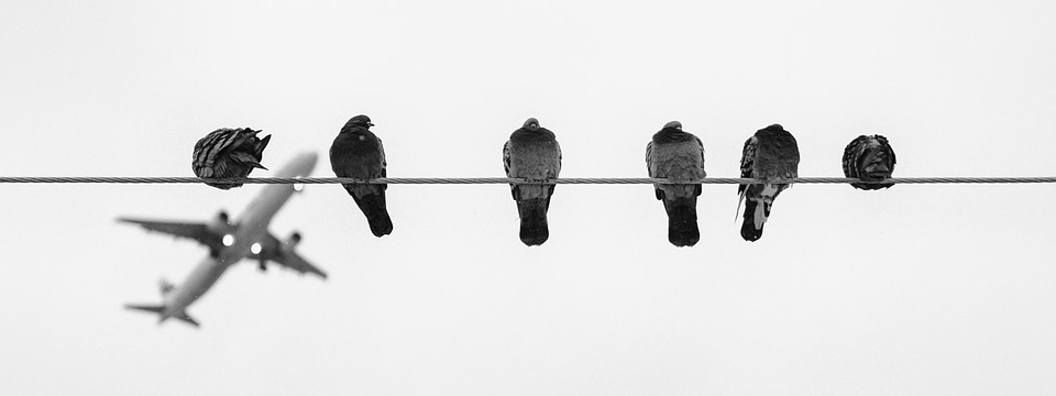 Anti-pigeon spikes in Bristol&nbsp;trees