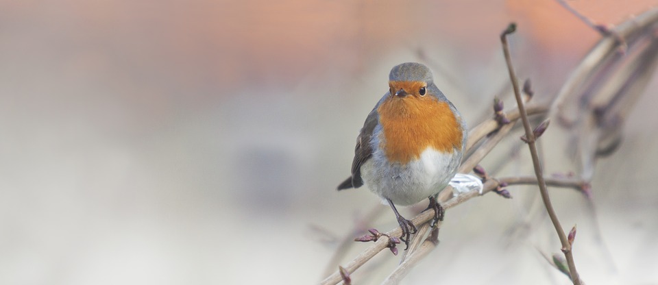robin-2854133_960_720