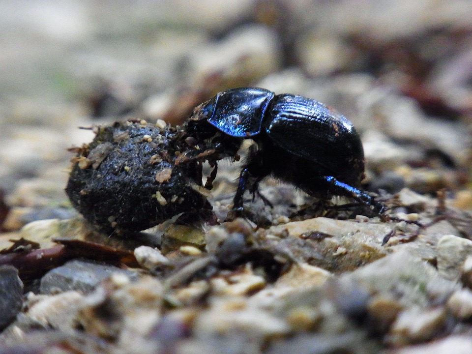 Plummeting decline: ‘may lead to the extinction of 40% of the world’s insect species over the next few&nbsp;decades.’