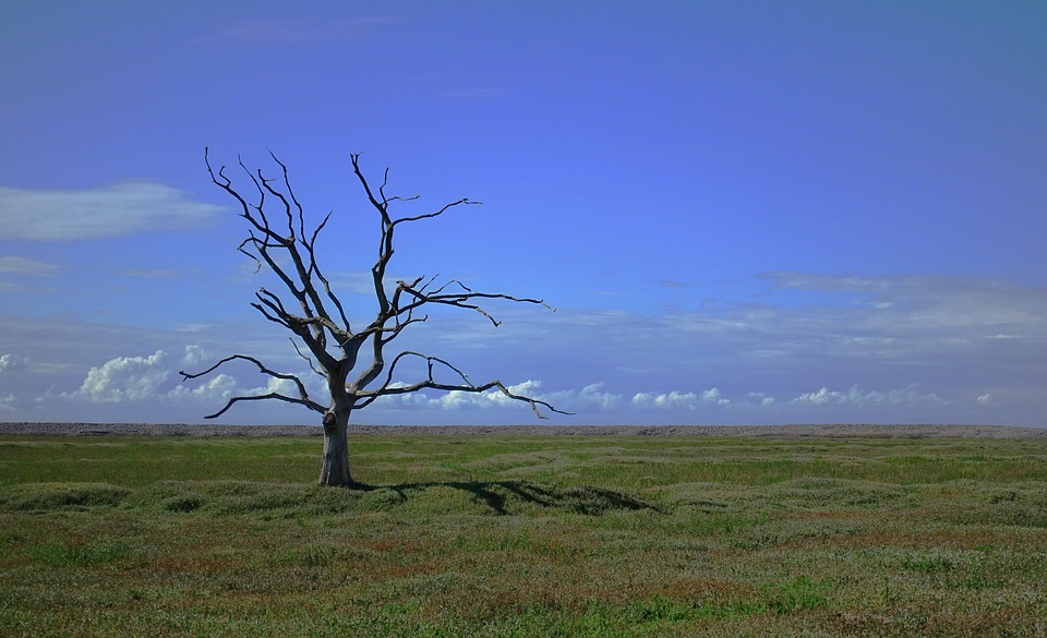 tree-2649411_960_720