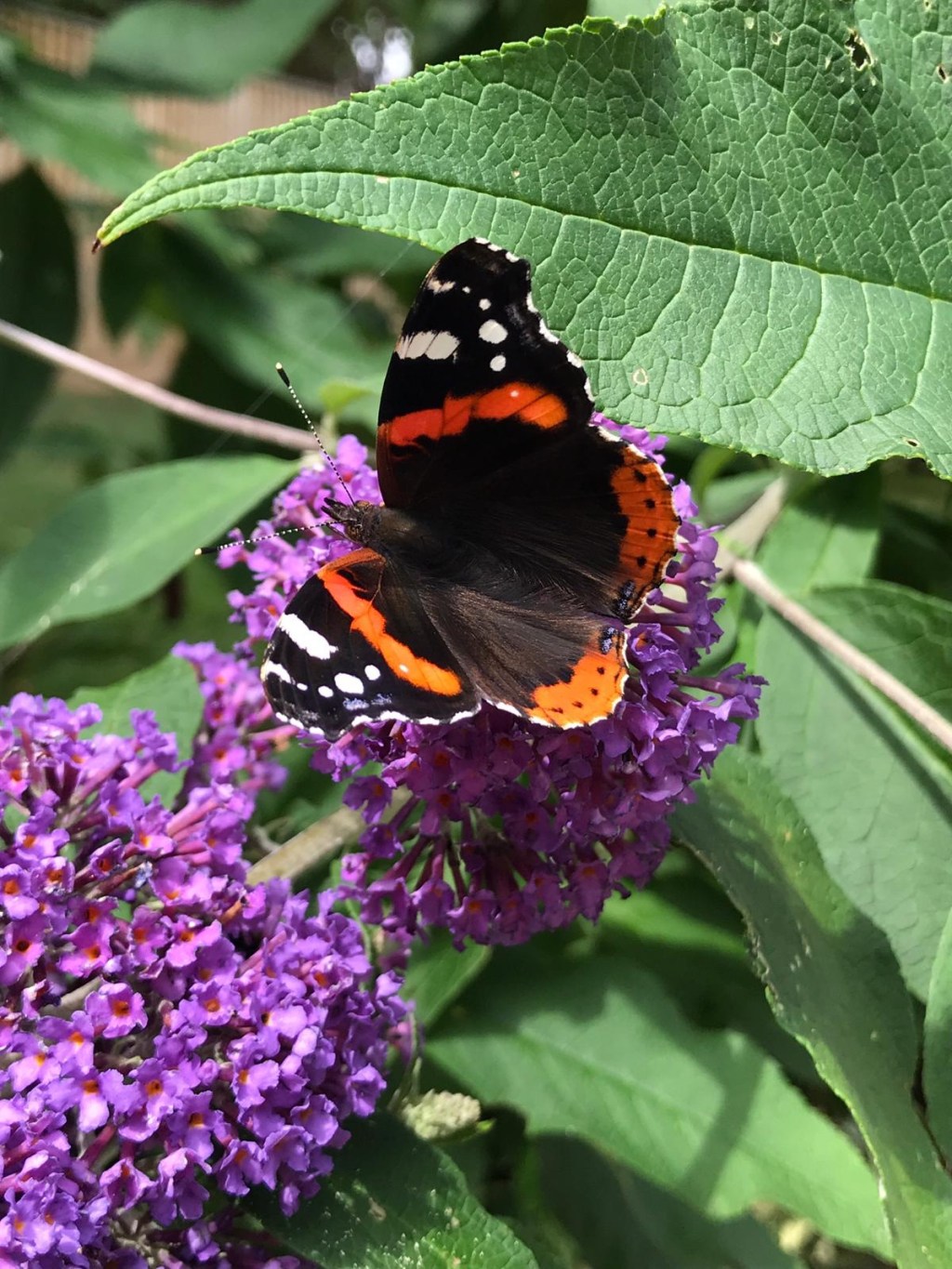 Butterflies, bees and buddleia –&nbsp;brilliant!