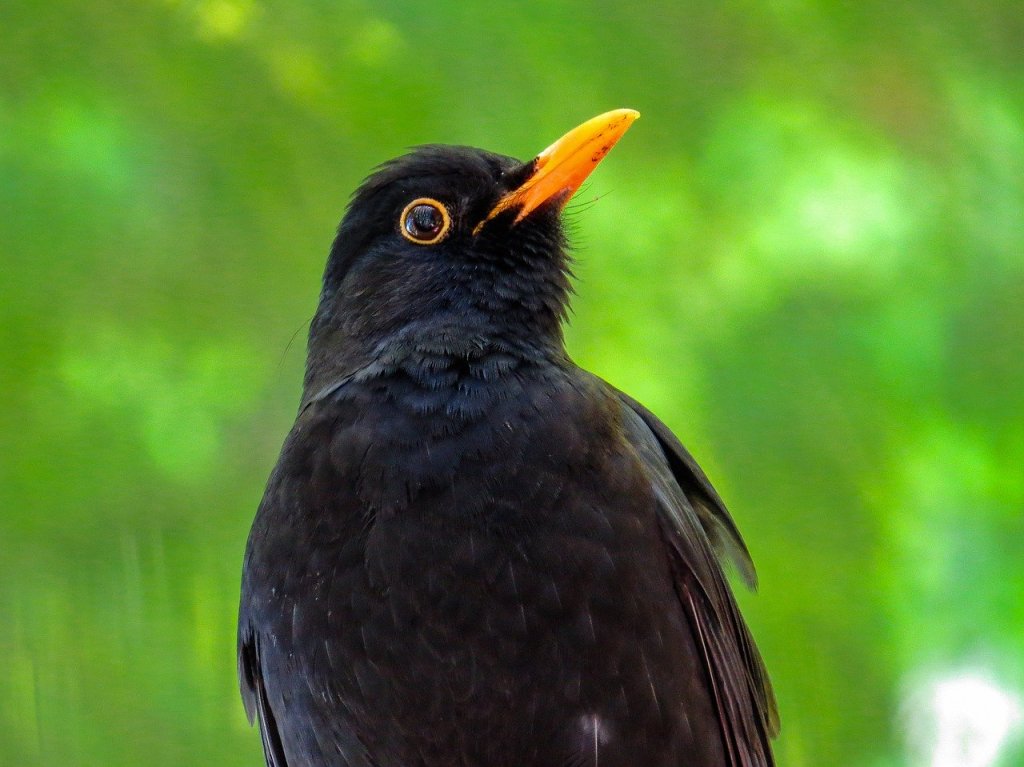What’s on the bird&nbsp;table?