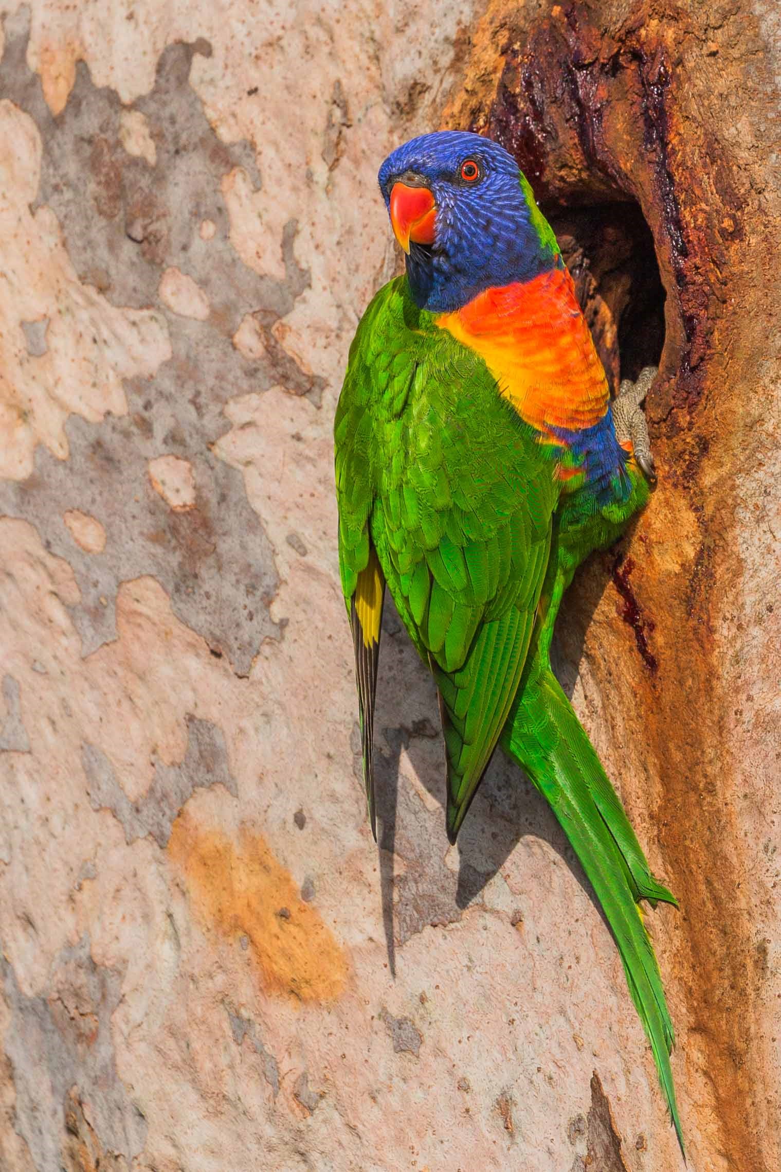 Rainbow Lorikeet by Wes Hooper