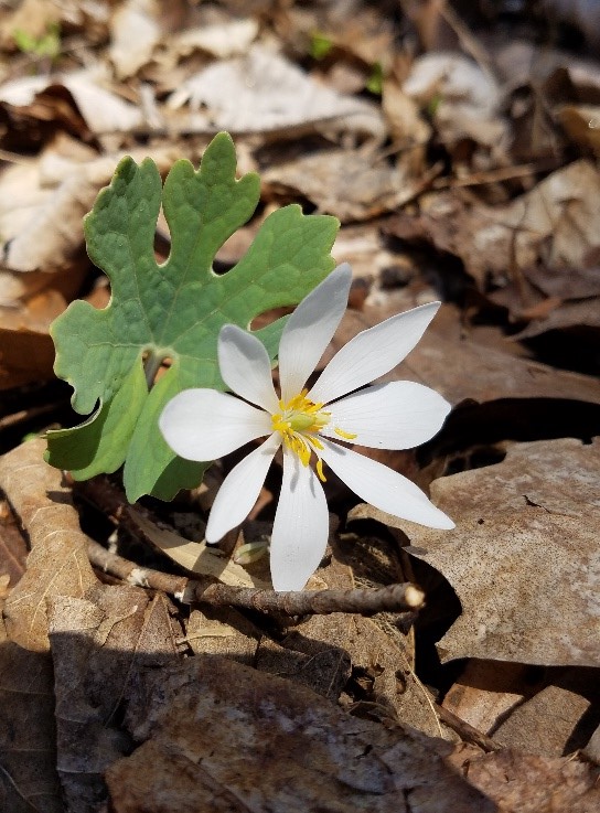 Bloodroot