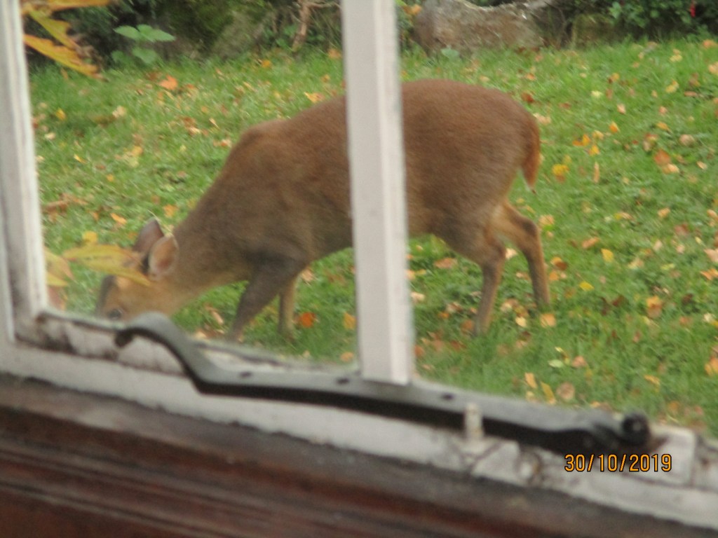 Is that a deer I see before&nbsp;me?