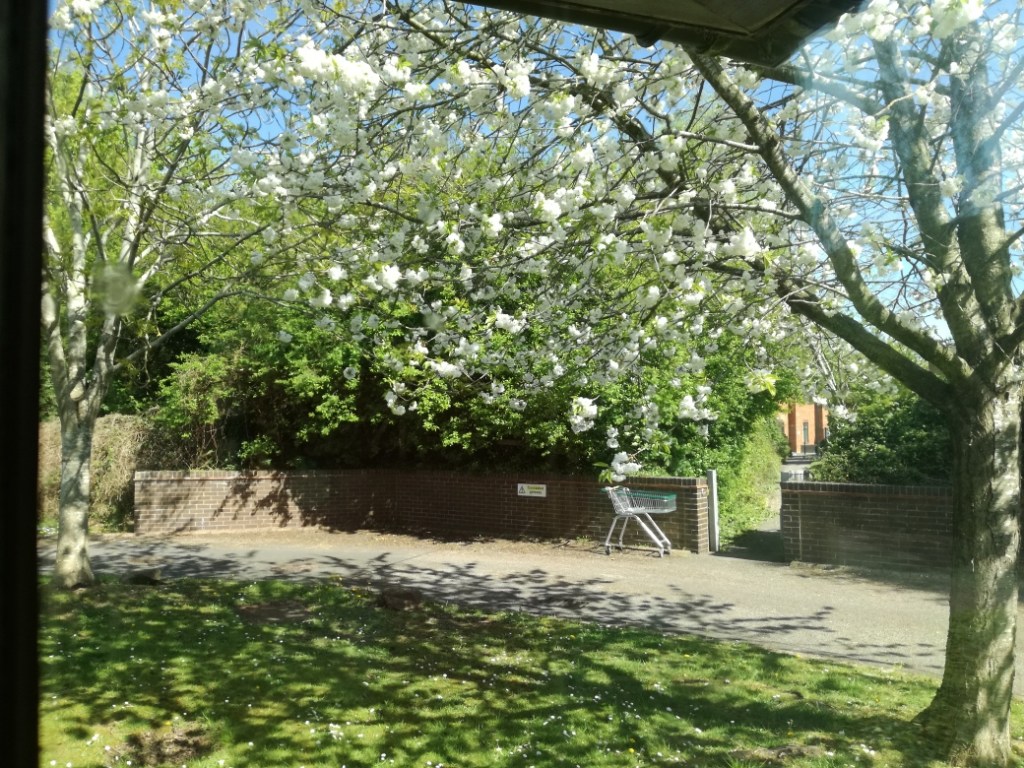 Nature Notes from Our Care Home&nbsp;Correspondent