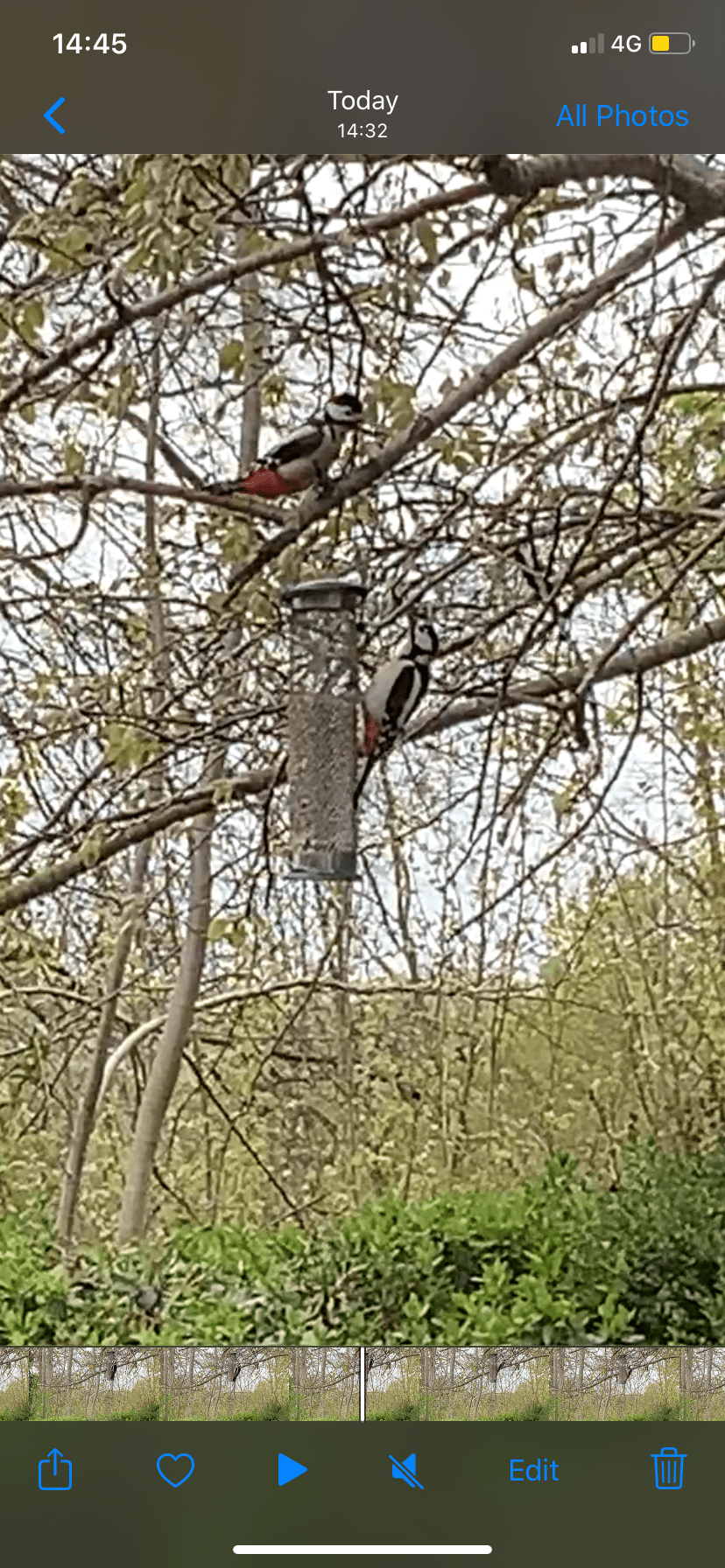 Not one, but two Great spotted&nbsp;woodpeckers