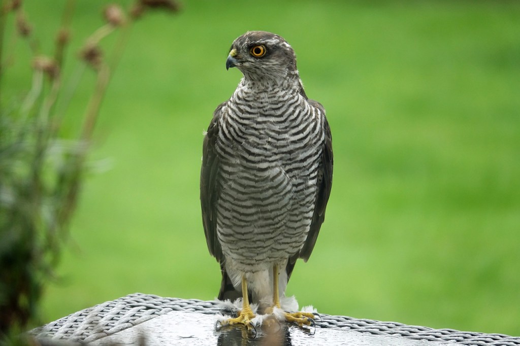 “Our feeders are a magnet for the sparrows and the&nbsp;hawk.”