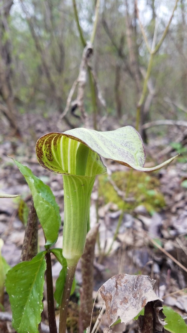 Jack-in-the-pulpit