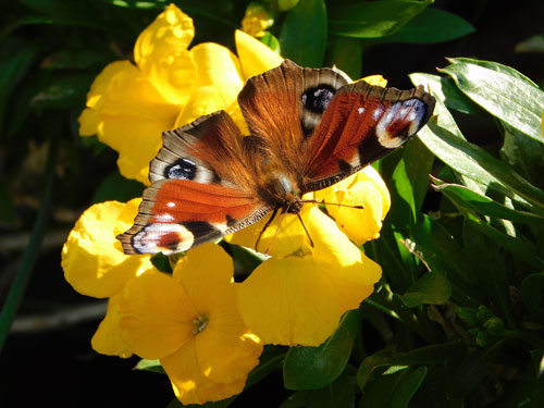“It’s been an exciting week for us two Norfolk Armchair Naturalists”