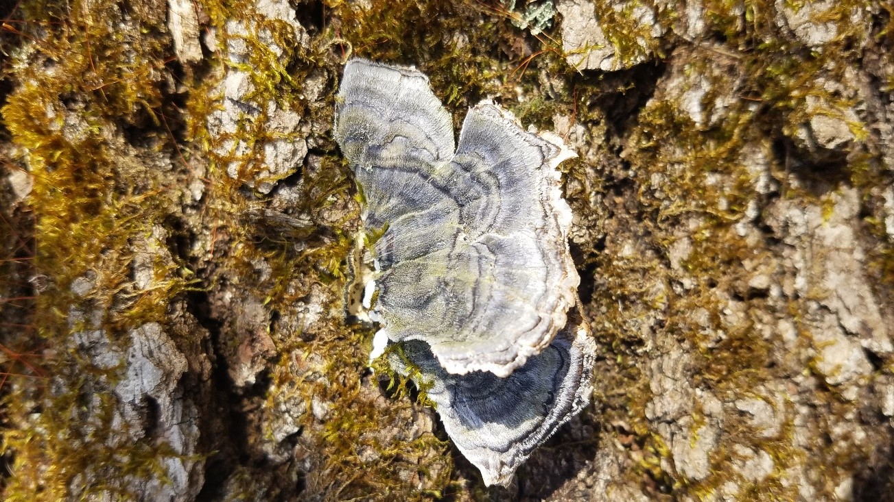 Shelf fungus