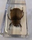 Can anyone identify this&nbsp;beetle?