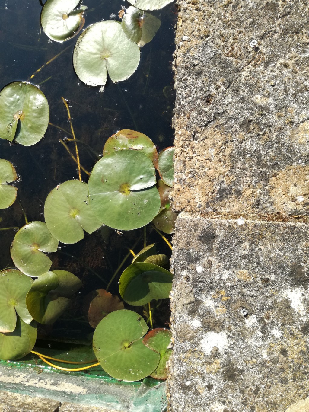 Nature notes from “our Care Home&nbsp;Correspondent”