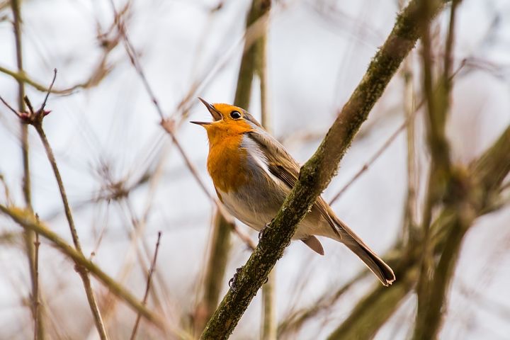 International Dawn Chorus Day&nbsp;2020