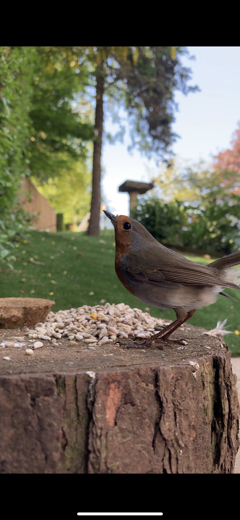 A Robin raiding the sunflower&nbsp;hearts