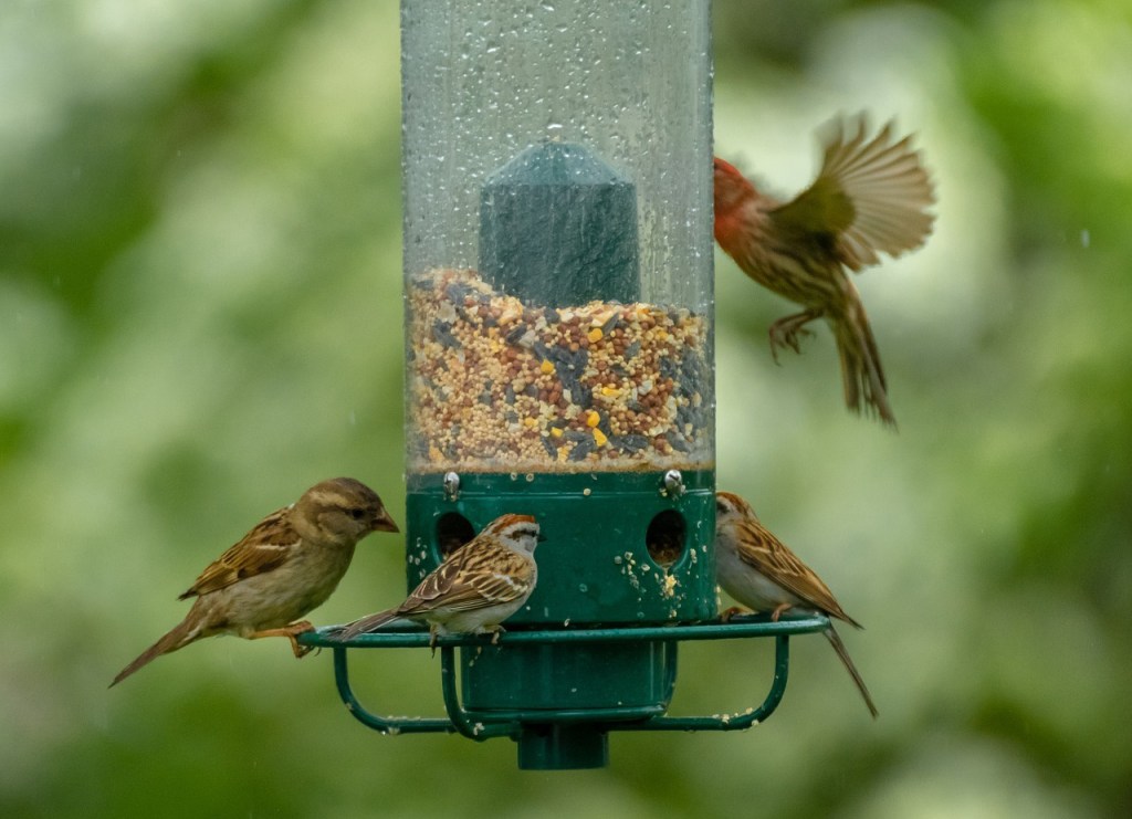 The Back Garden&nbsp;Naturalist