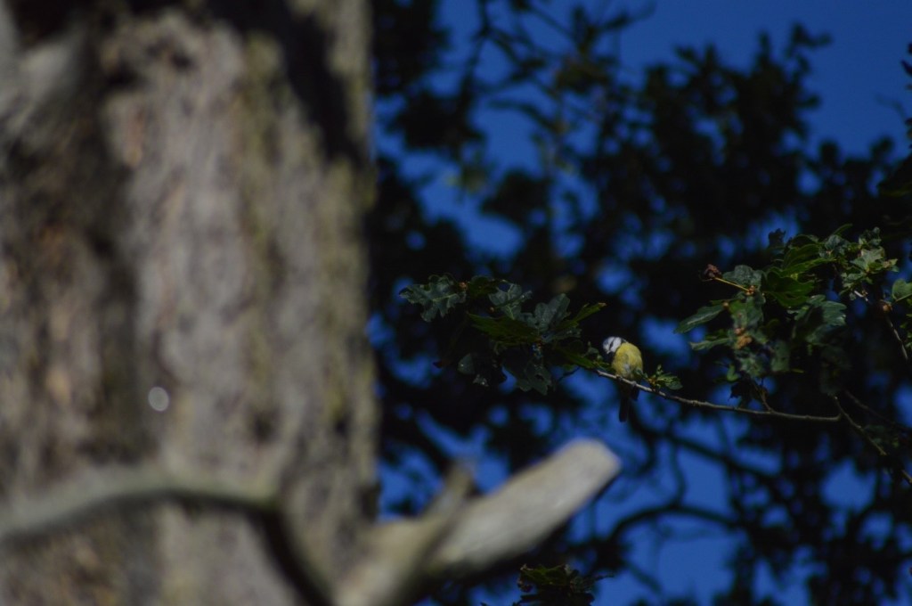 ‘Over 1 in 10 UK species faces a real risk of extinction’
