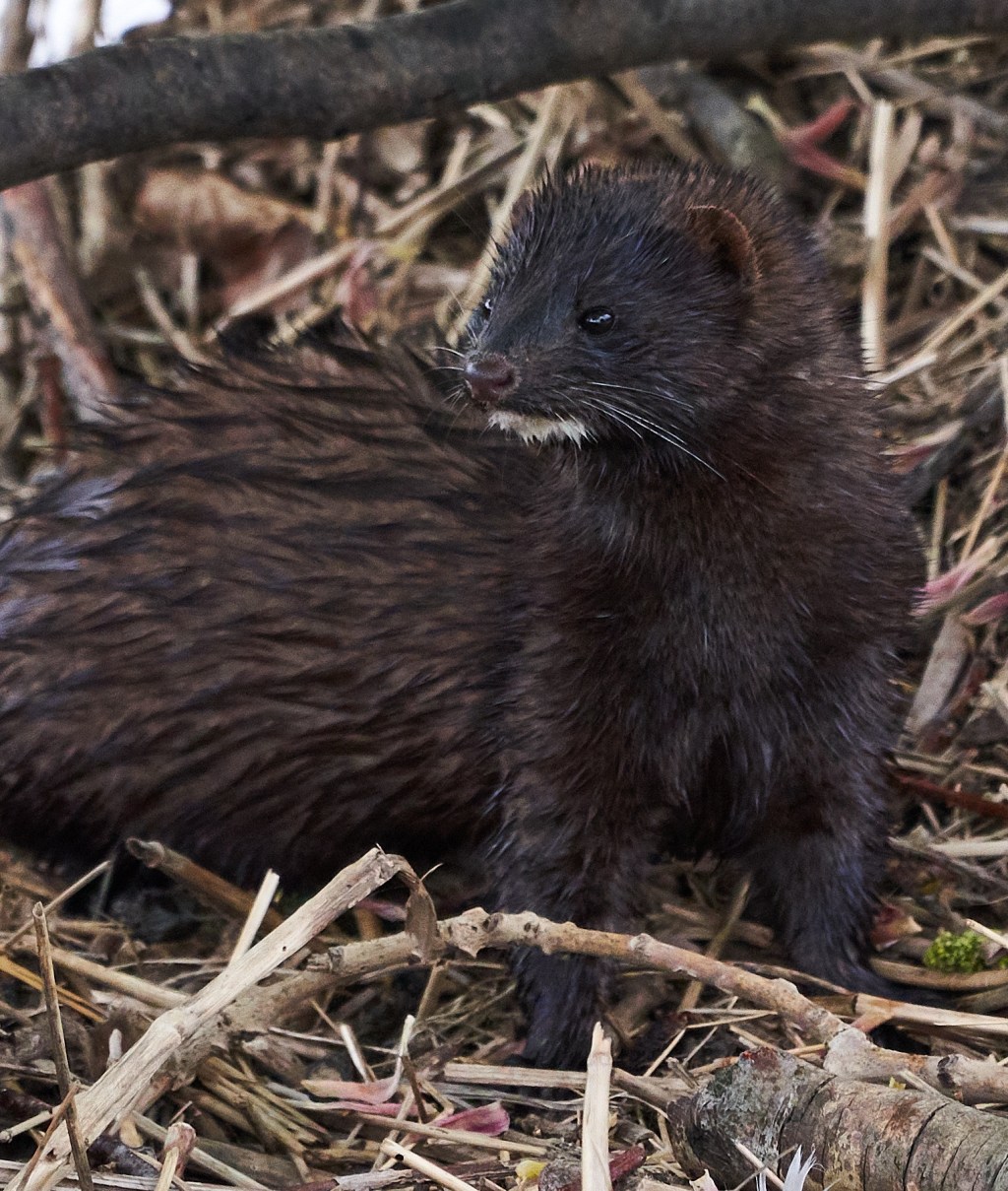 “Habitat is King”; look after the habitat and all will be&nbsp;well