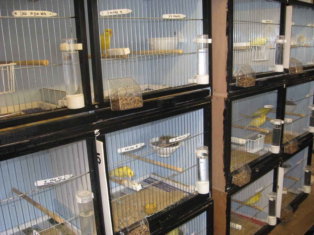 ‘Although not wildlife, my canary stock is worthy of&nbsp;comment.’
