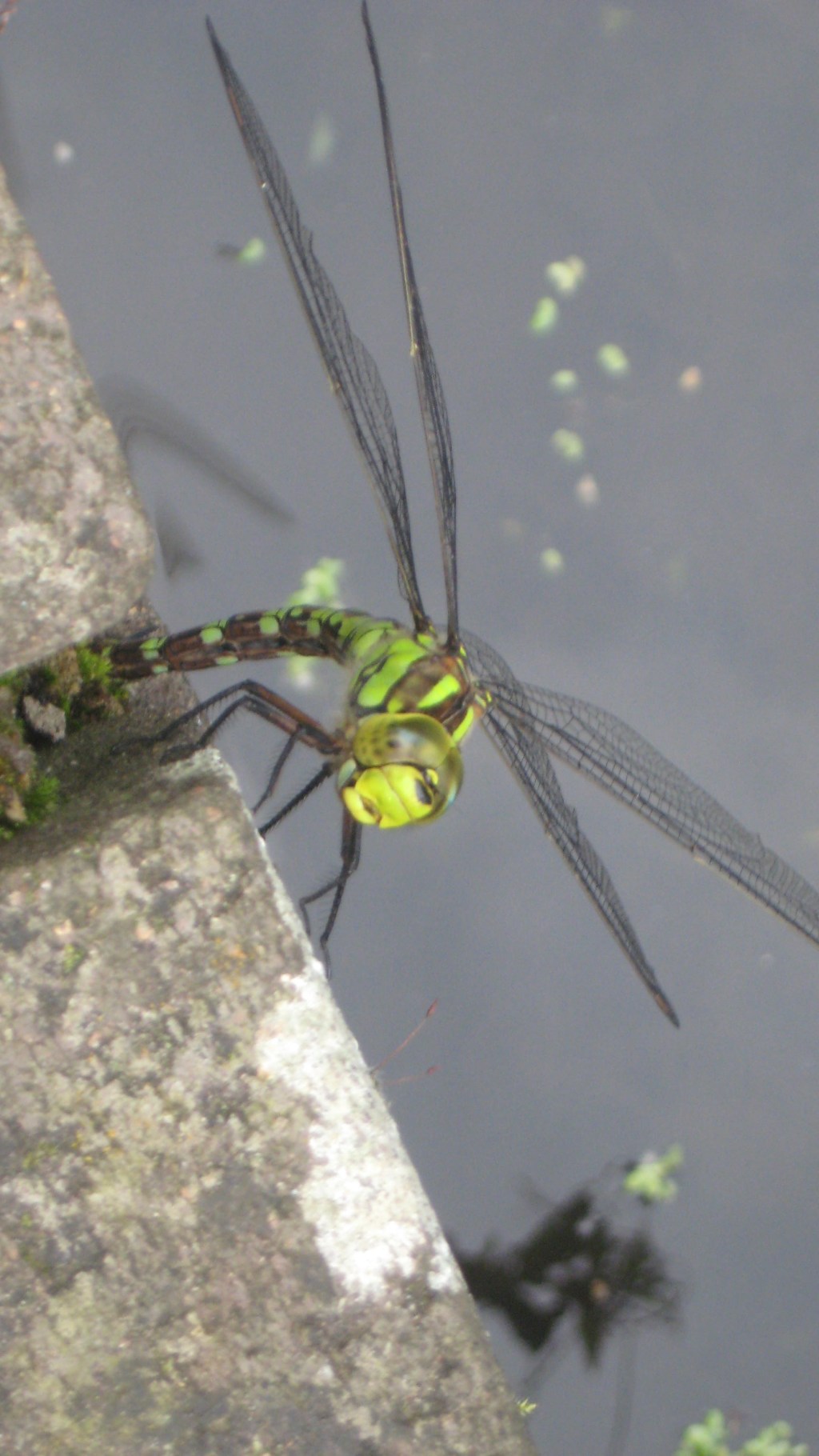 Pond life.