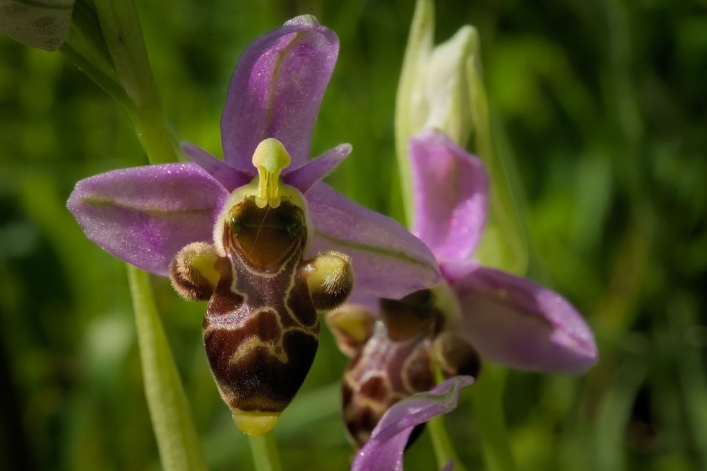 Bee orchids: a plant being able to outwit an insect is truly&nbsp;phenomenal.