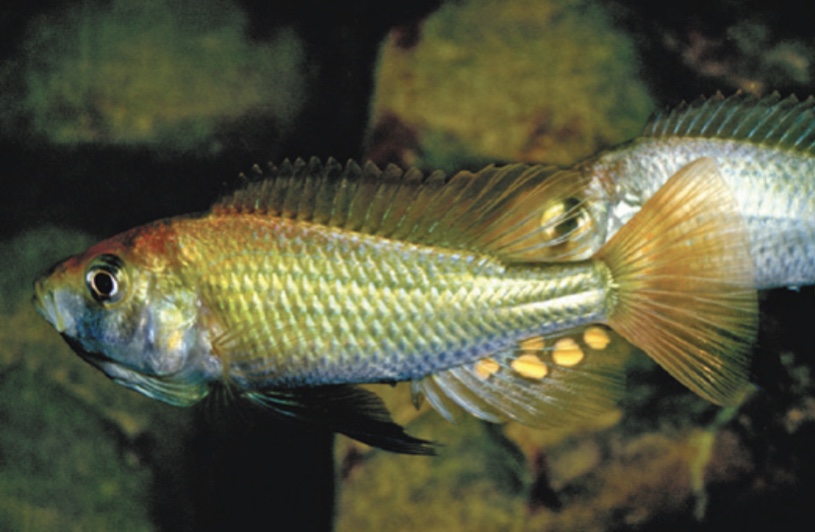 THE FISHES’ TALE. Part II :&nbsp;RESURGENCE
