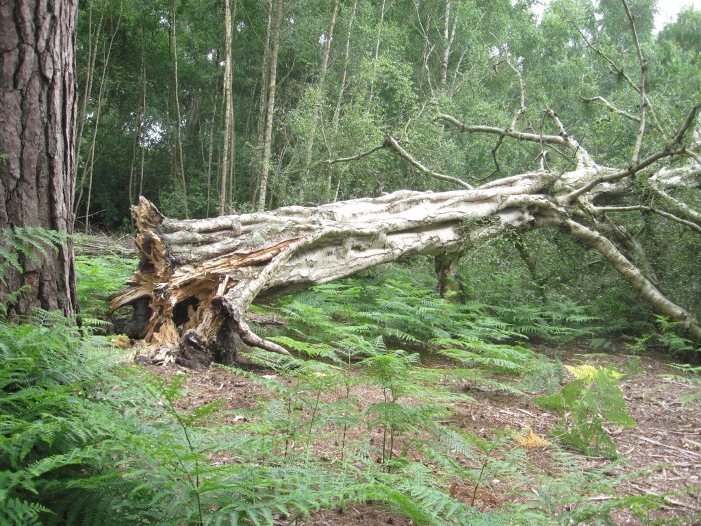 My Woodland Odyssey.