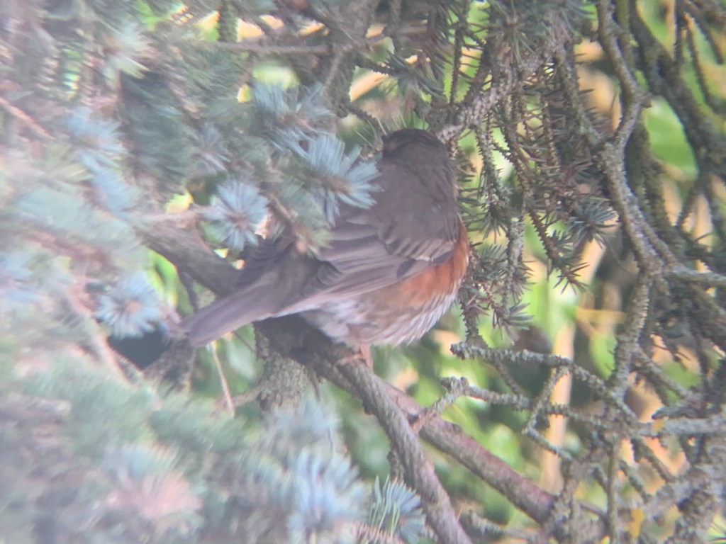 Redwings in the garden this morning