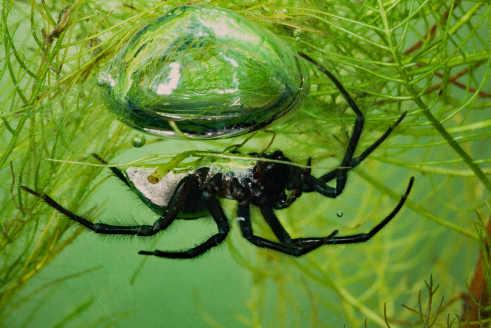 The Water Spider: An Enigma Beneath the Surface