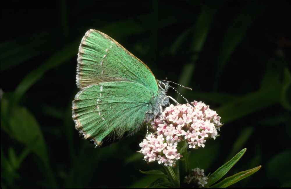 Where Have All Our Butterflies Gone?