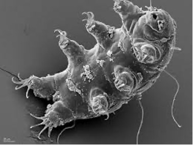 Part 2: Promising planets, Dry worlds, and Water-bears