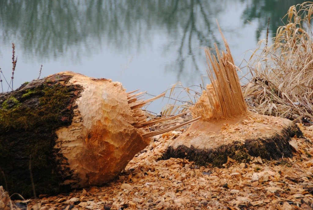 Re-Introducing Extinct Wildlife into England